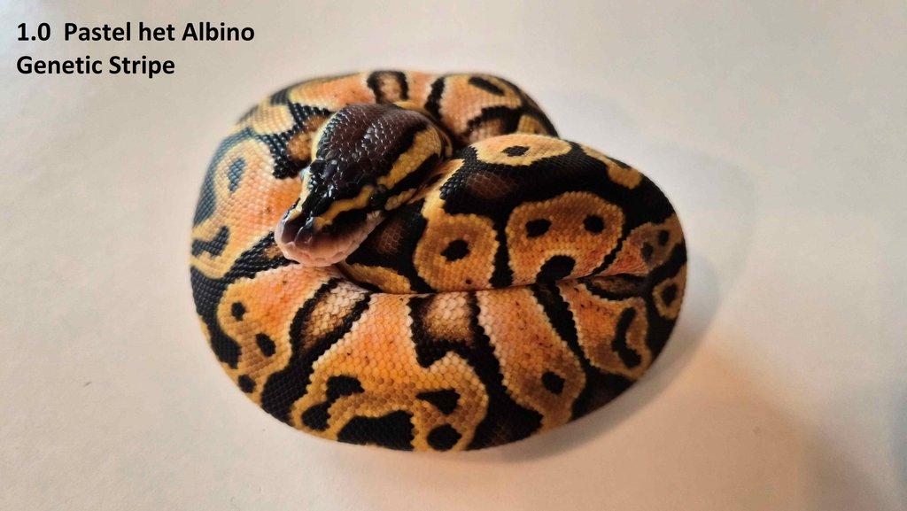 Krajta královská - prodám vlastní odchov 2023 - 2025