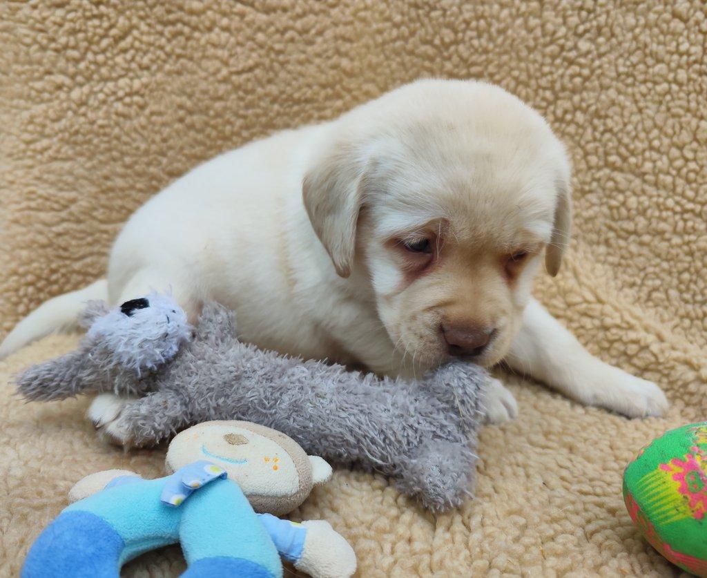 Nabídka štěněte labradorského retrievera