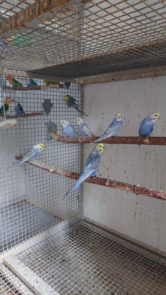 Andulka a Andulka Duhová