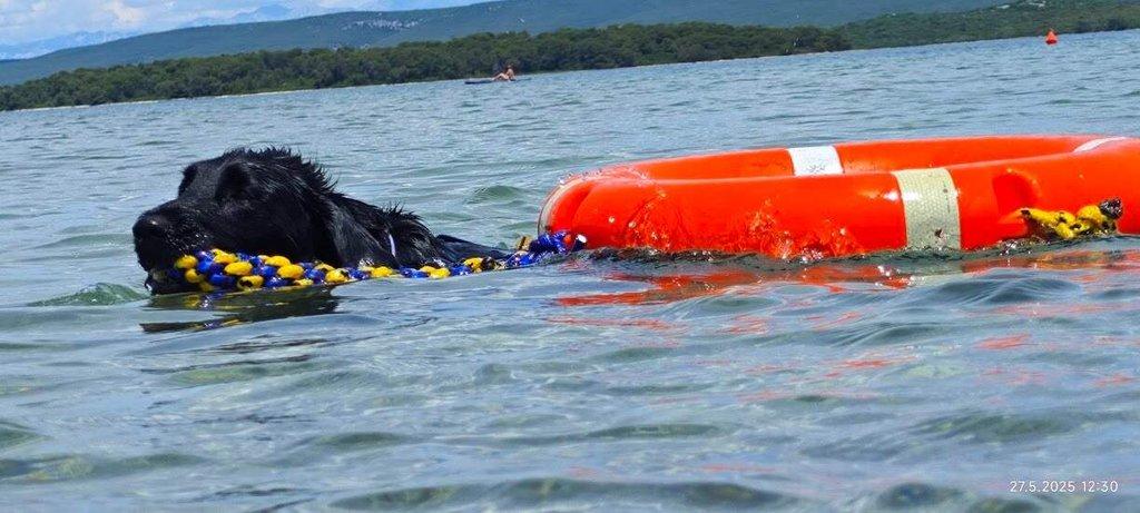 Štěňátka Flat Coated Retriever s PP