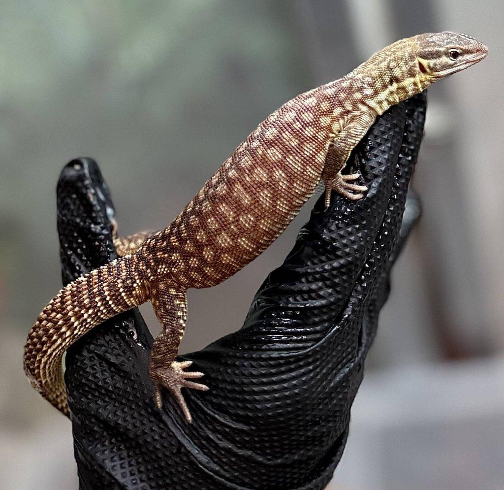 Živá exotika~F18-F20