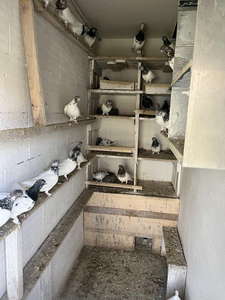 BUDAPEŠŤSKÝ VYSOKOLETEC