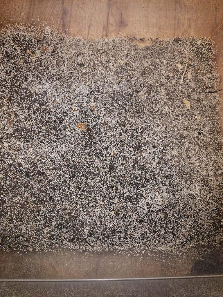 Mšice,Chvostoskoci,Isopodi,Octomilky