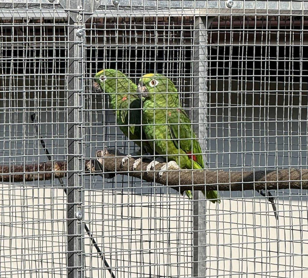 Amazoňan žlutohlavý surinamský