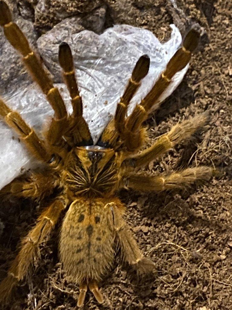 samici P. Murinus RCF