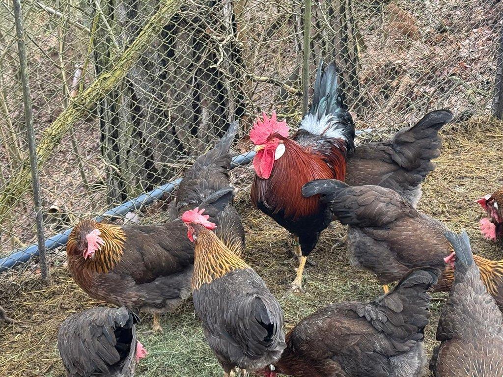 Vlaška koroptví - násadová vejce