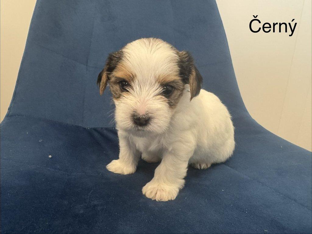 Nabízím k rezervaci štěňátka biewer teriér bez PP