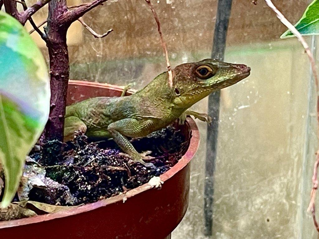 1,2 anolis desiradei