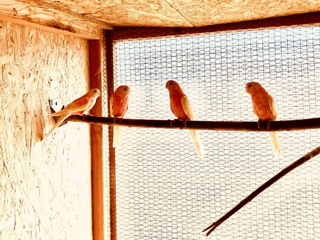 Prodám 1.3 neofémy bourky rubina