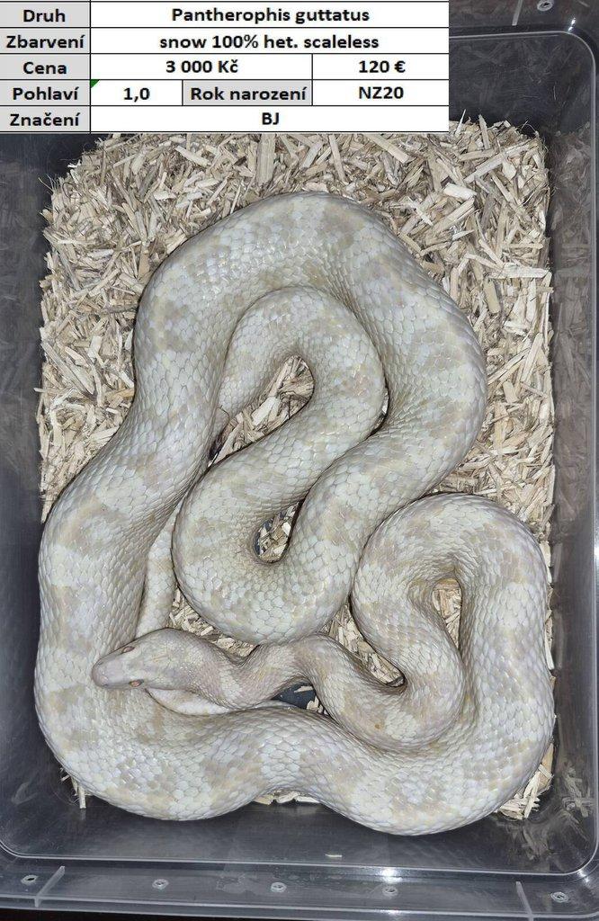 Pantherophis guttatus