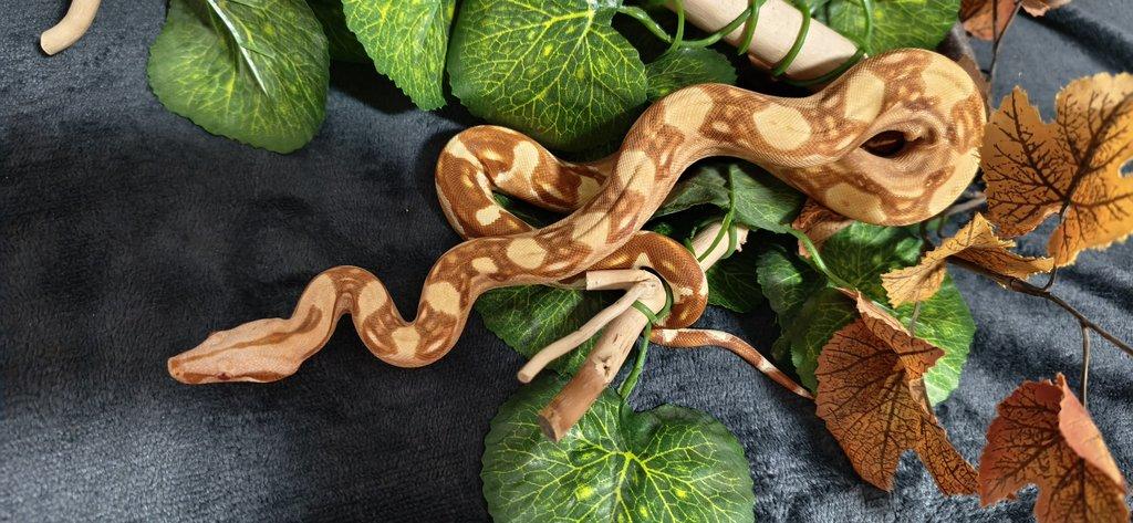 Boa constriktor sunglow