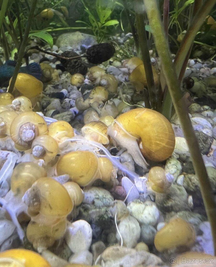 Ampulária žlutá - Ampullaria australis