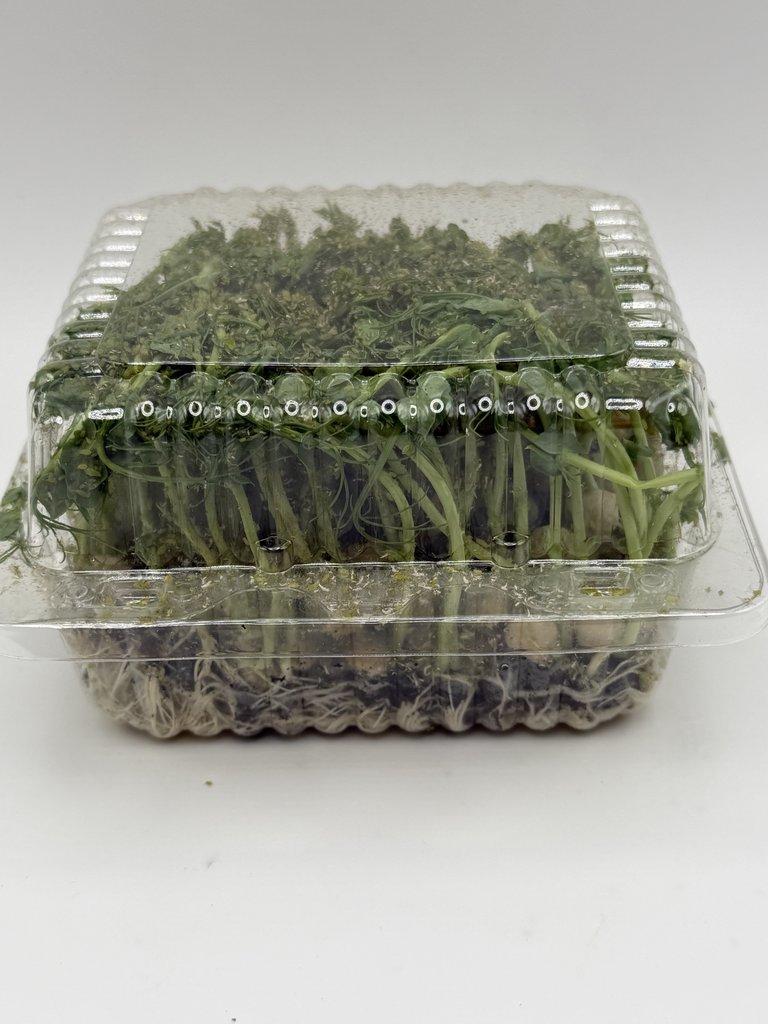 Mšice,Chvostoskoci,Isopodi,Octomilky