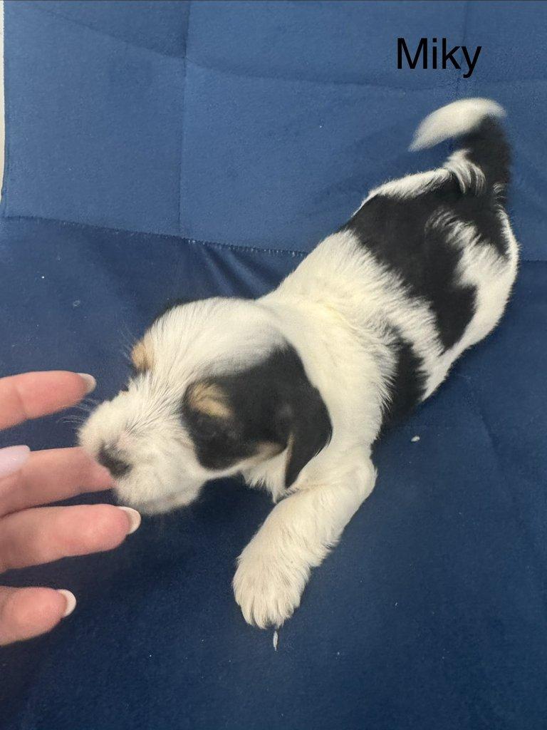 Nabízím k rezervaci štěňátka biewer teriér bez PP