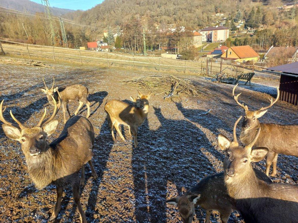 Jelen sika Dybowského