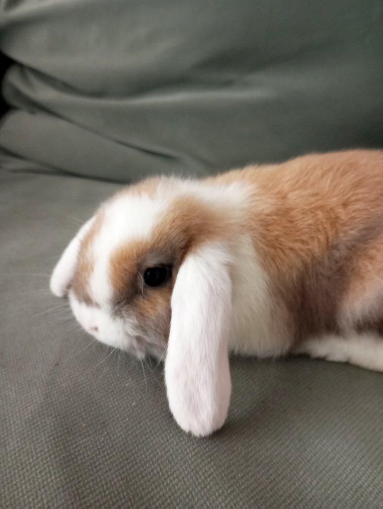 Zakrslý beránek králíček