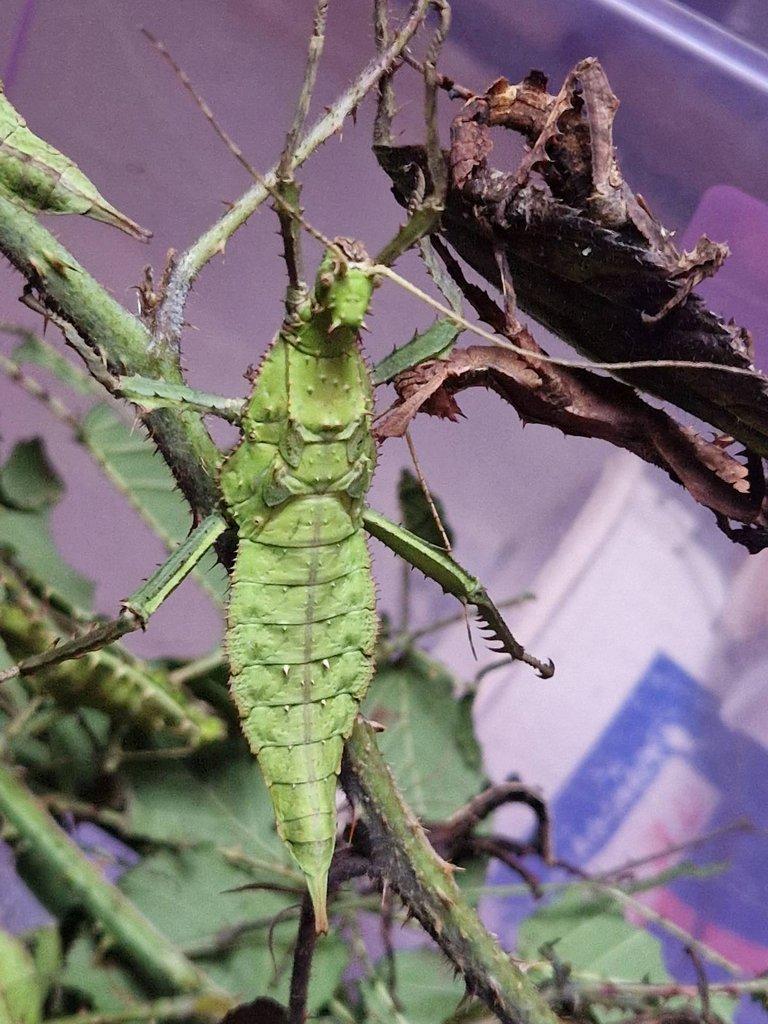 Heteropteryx dilatata - Strašilka obrovská