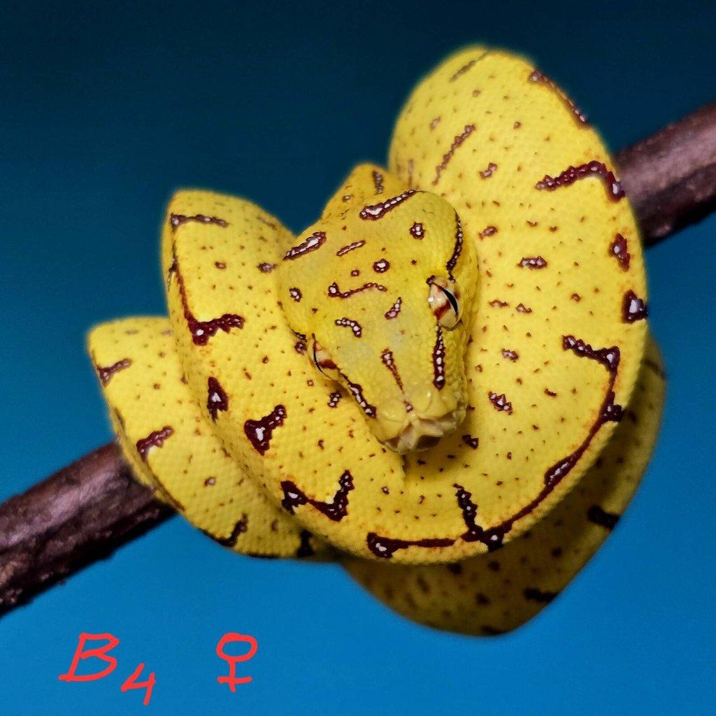 Morelia azurea pulcher (viridis)