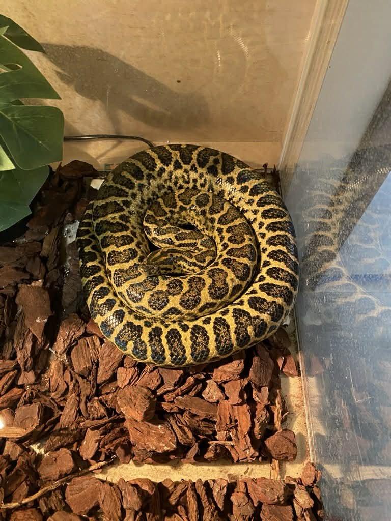 Prodám samce Eunectes murinus a Leiopython albertisii