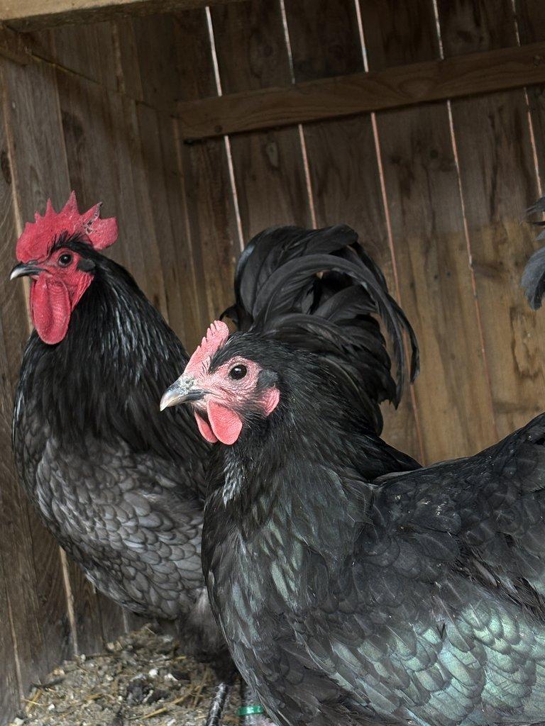 NV velká Australka černá a modrá s lemy