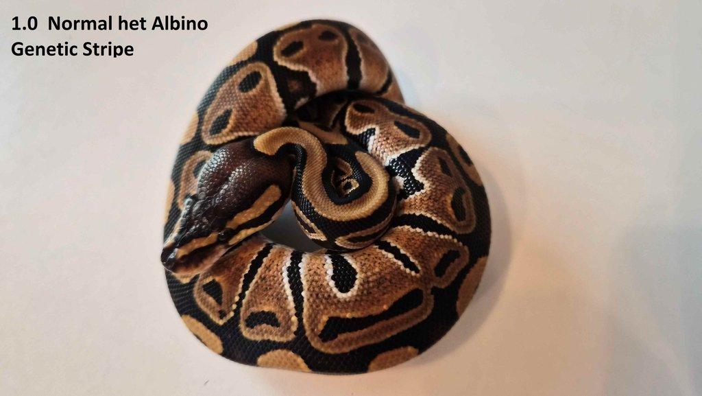 Krajta královská - prodám vlastní odchov 2023 - 2025