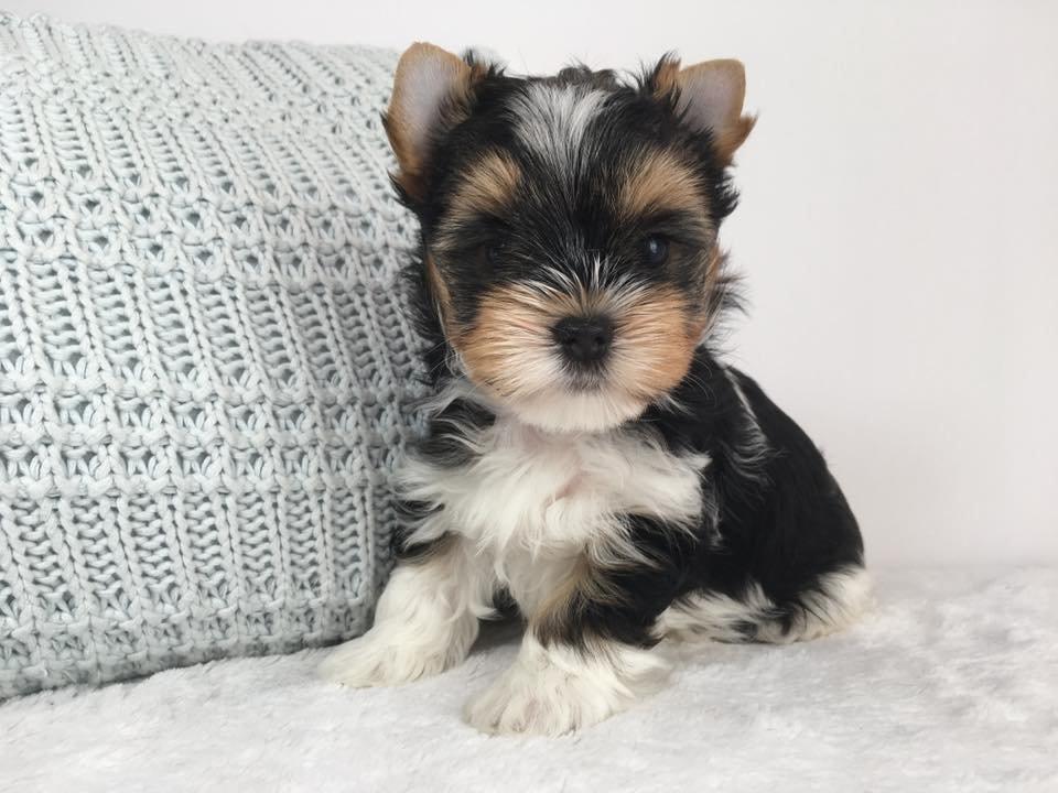 Biewer Jorkšírský teriér bez PP