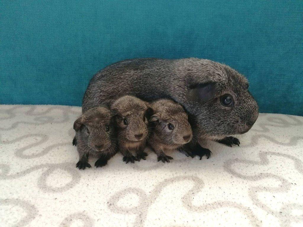 Morčata - hladké, crested