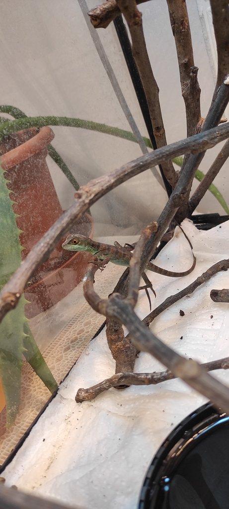 Basiliscus plumifrons