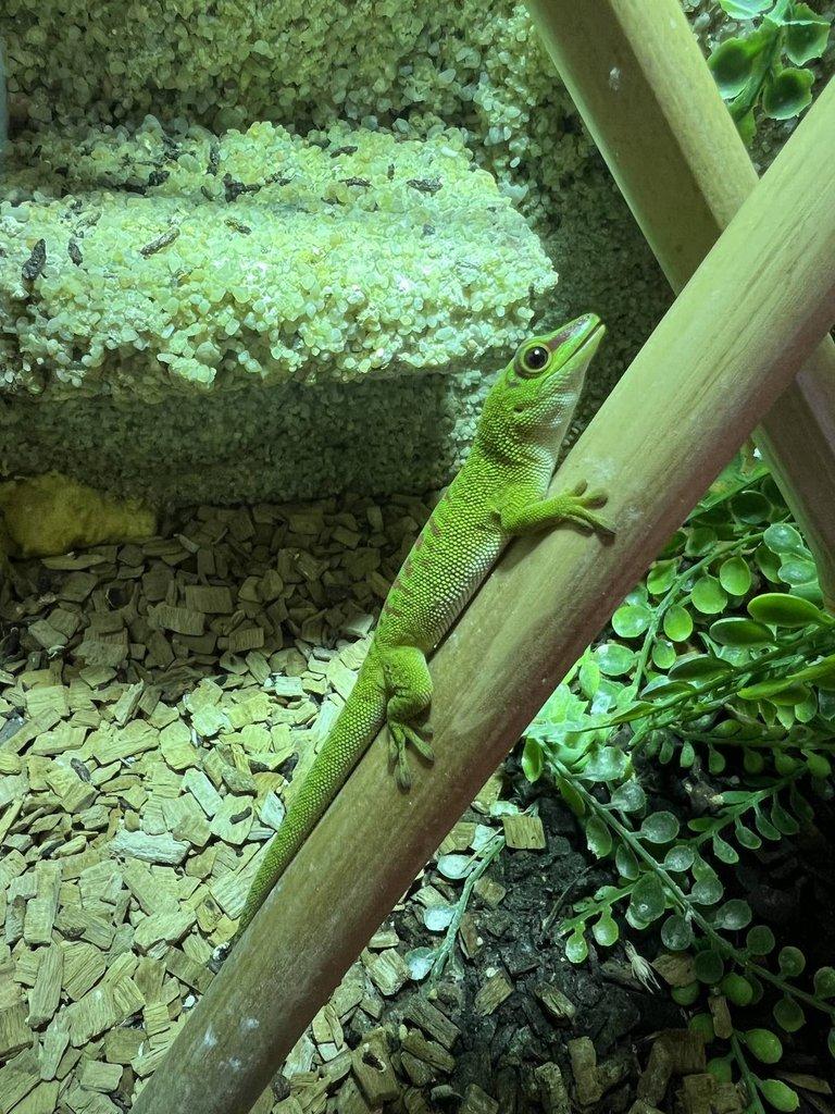 Felsuma Madagaskarská