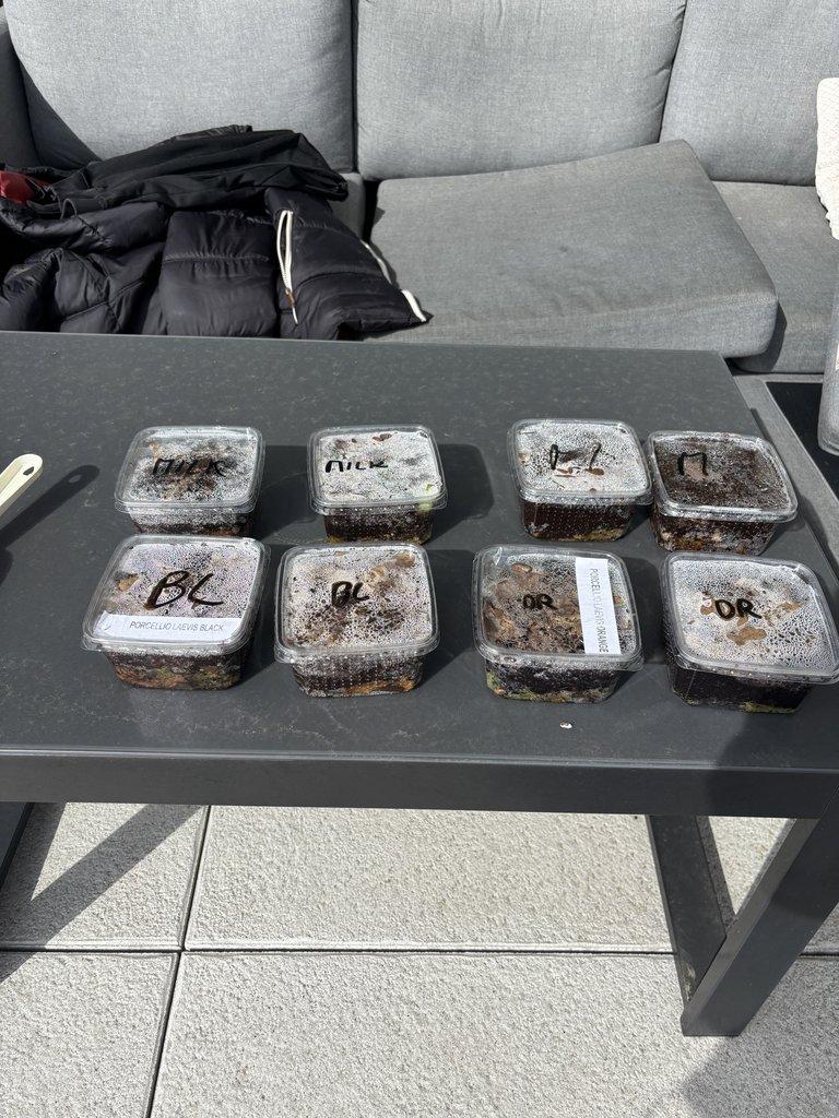 Isopodi 4 druhy dohromady cca 200ks