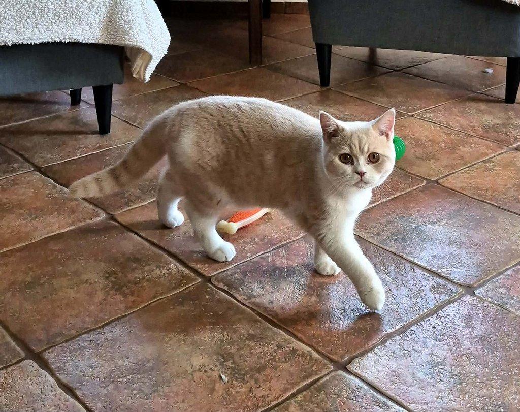 Kocourek Rendlík hledá své mazlitele