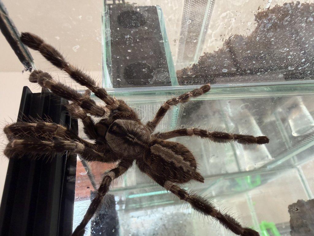 POECILOTHERIA spp - ZIVA 20.12.