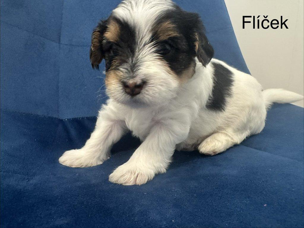 Nabízím k rezervaci štěňátka biewer teriér bez PP