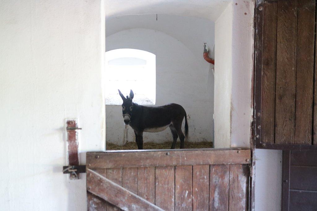 Pronájem celé samostatné stáje s výběhy