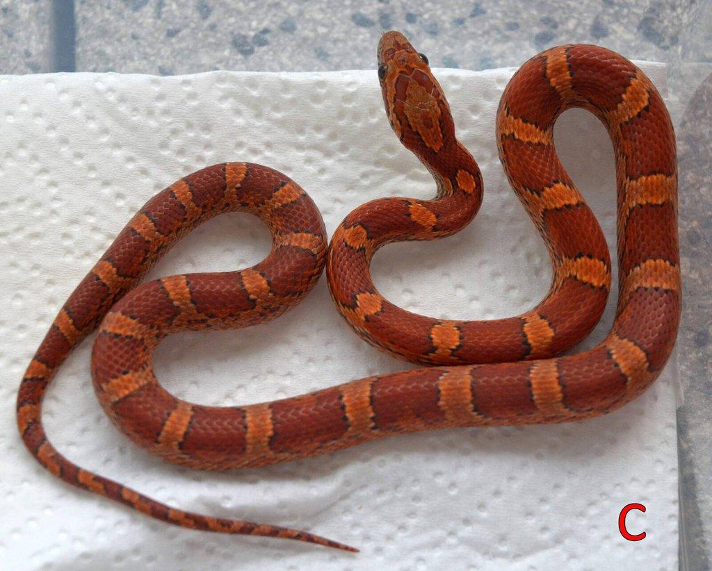 Prodám mláďata užovky červené (08/25)