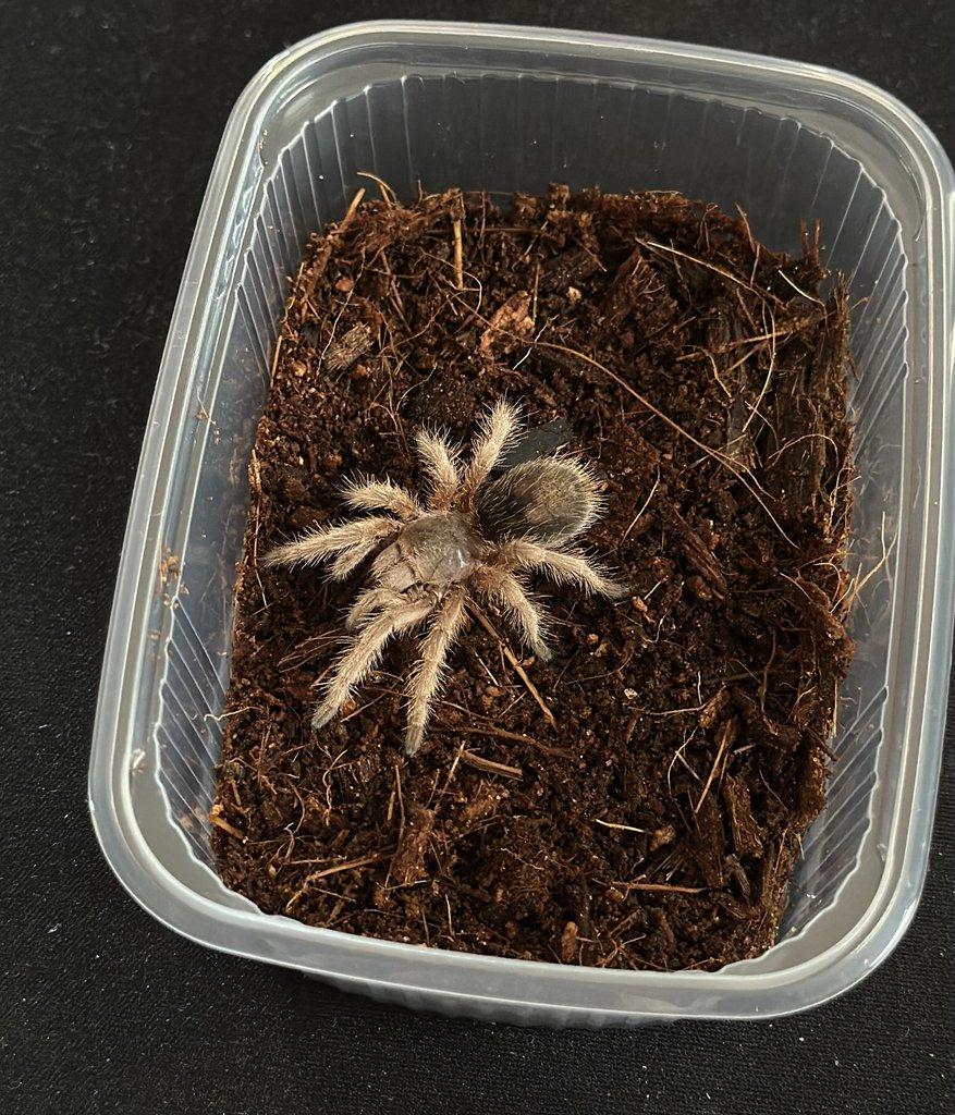 Grammostola Rosea RED - SAMICE