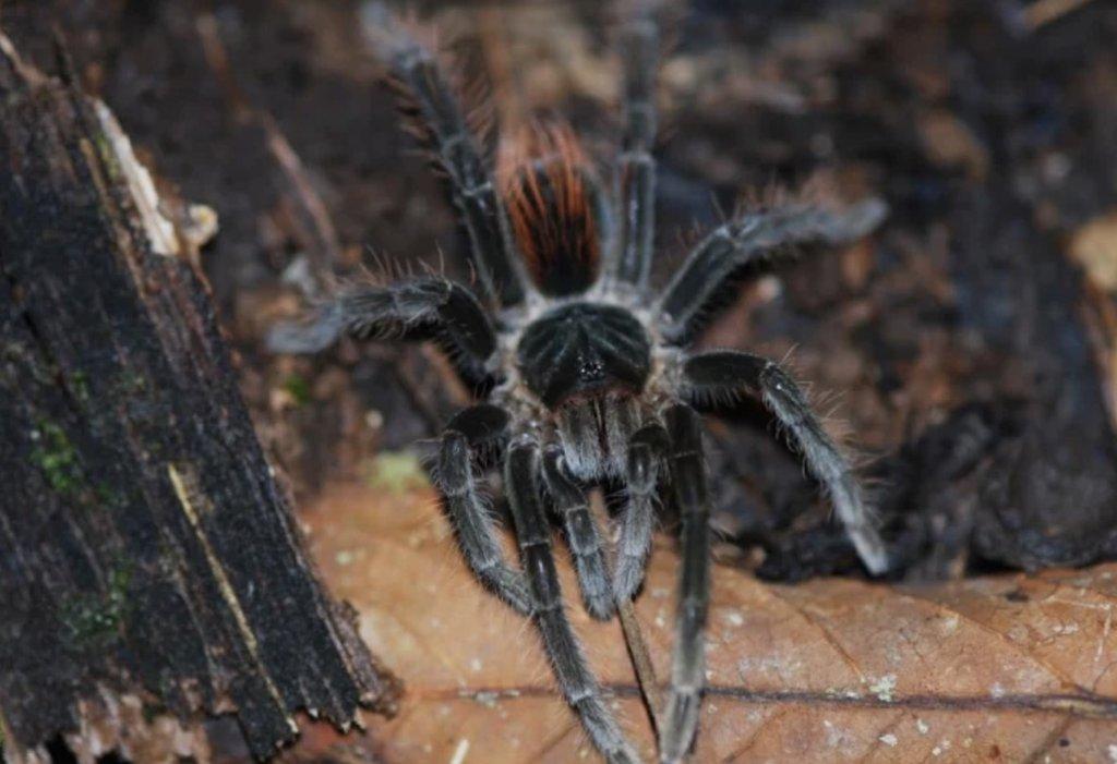 Megaphobema velvetosoma