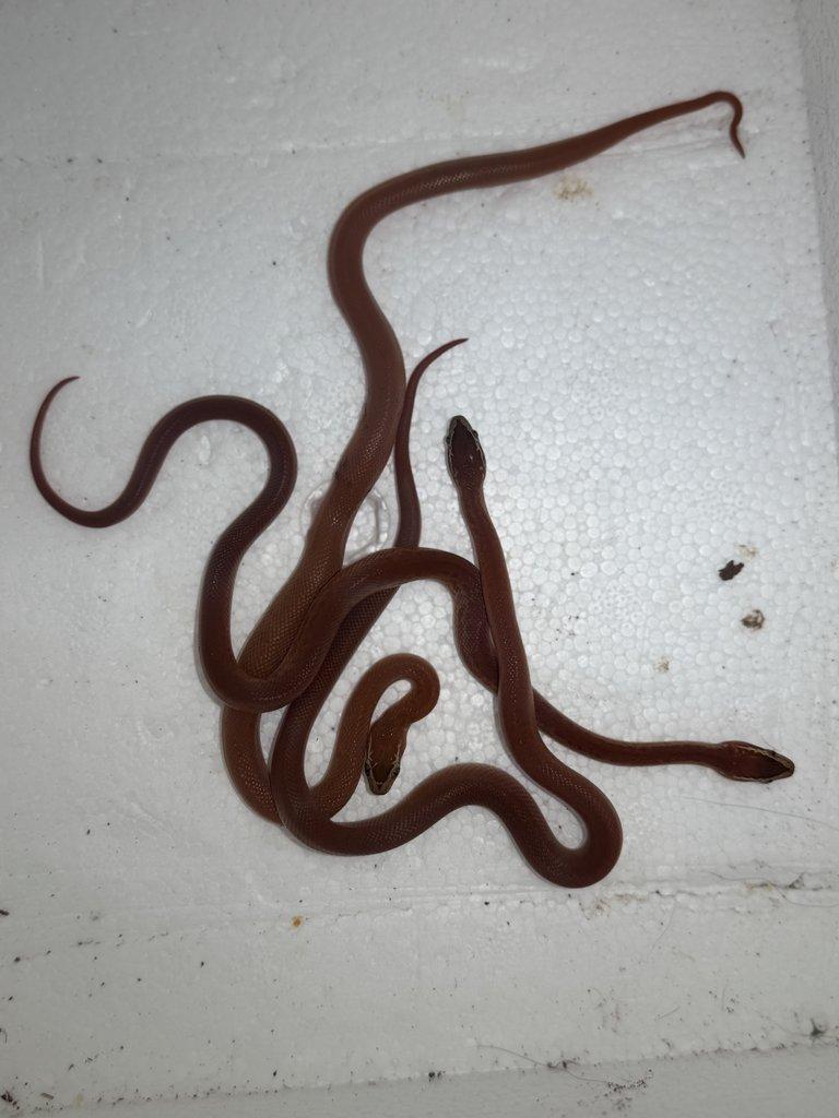 Lamprophis fuliginosus red