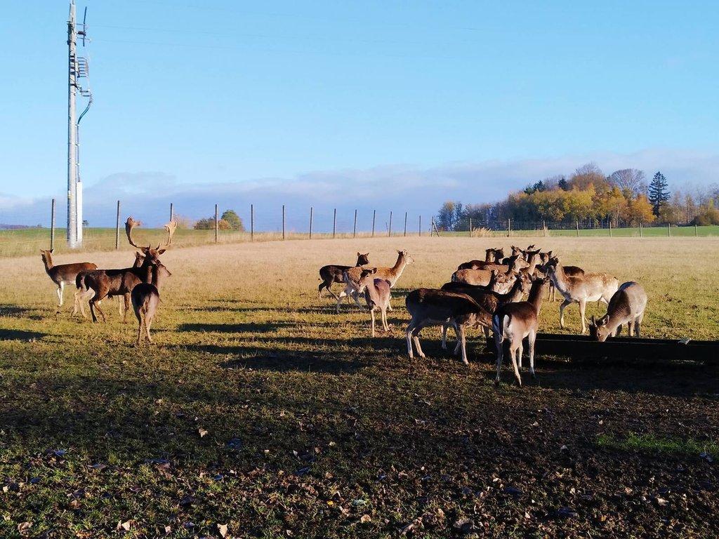 Prodám daňčí zvěř