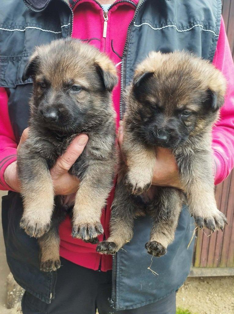 Německý ovčák štěňata s PP