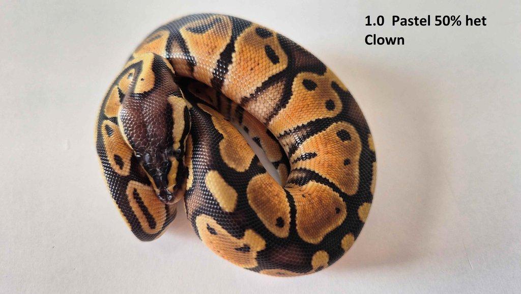 Krajta královská - prodám vlastní odchov 2023 - 2025