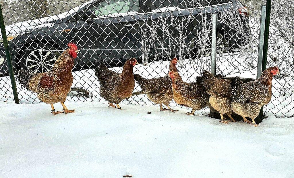 Bielefeldka + možnost poslat vejce přes dopravce - Přivez zvíře