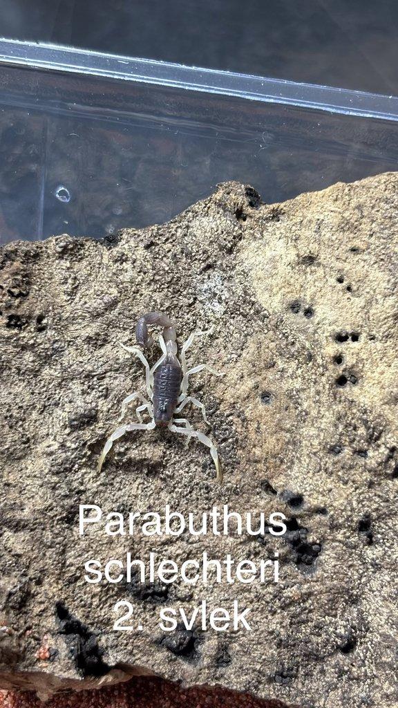 Parabuthus schlechteri