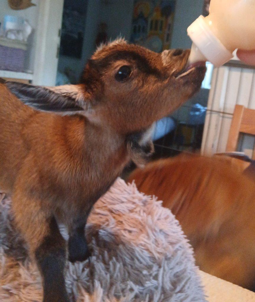 ZAKRSLÁ HOLANDSKÁ KOZA - RUČNĚ DOKRMENÁ KŮZLATA