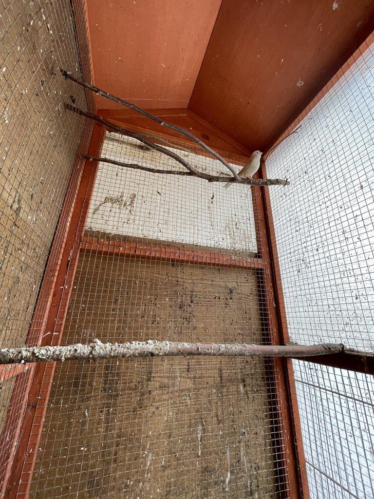 Kanár bílý dominantní po červených rodičích