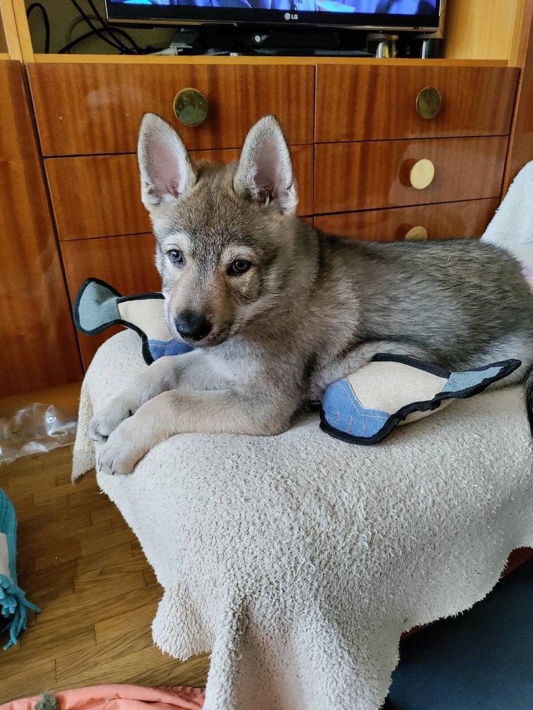 Československý vlčák - štěně s PP