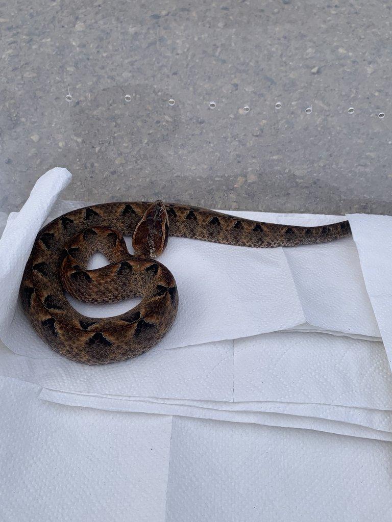 Calloselesma Rhodostoma komplet set