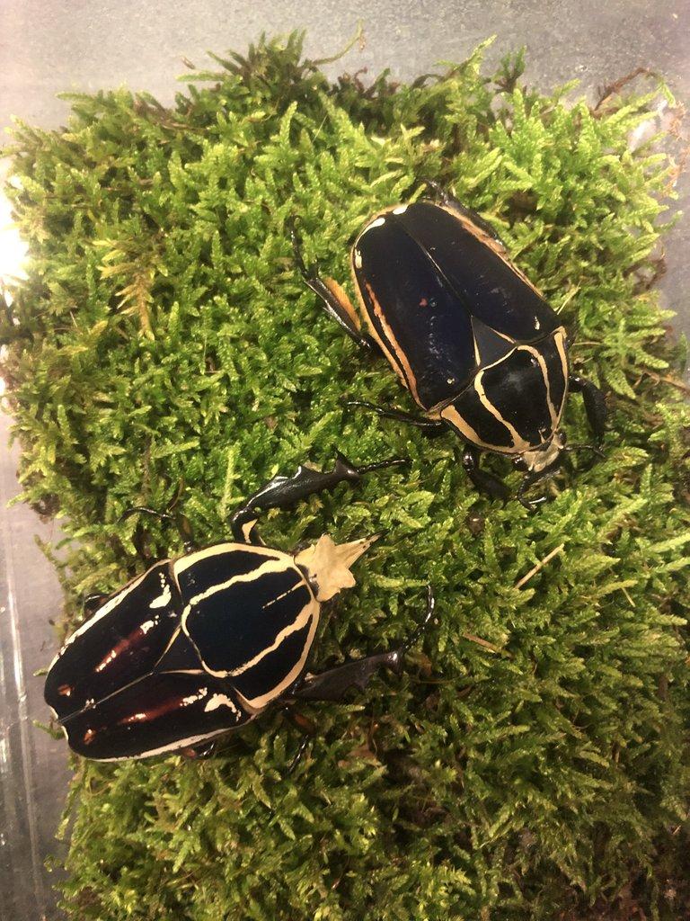 Mecynorhina t. ugandensis