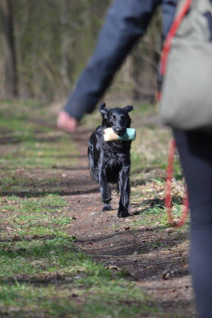Štěňátka Flat Coated Retriever s PP