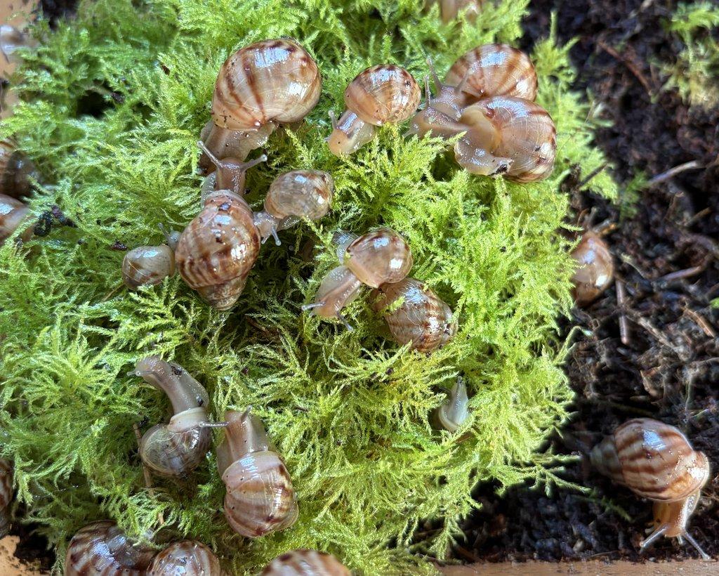 Lissachatina immaculata immaculata